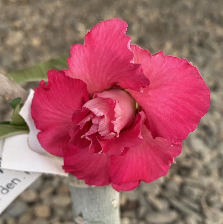 Adenium Obesum 'Ponyo'