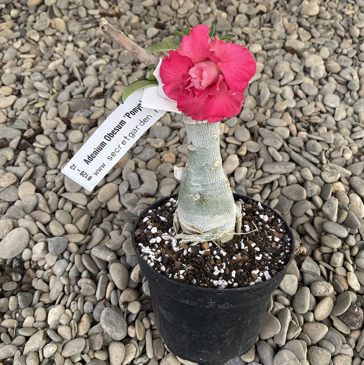 Adenium Obesum 'Ponyo'