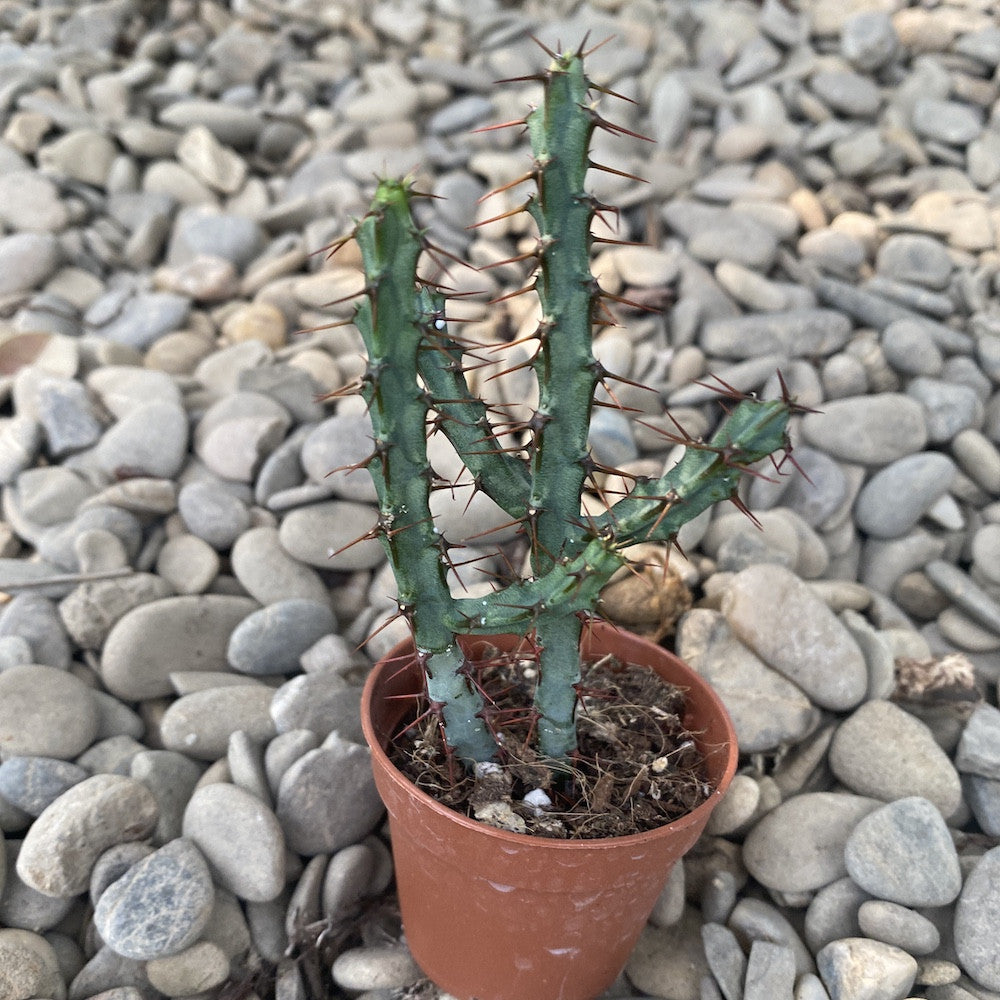 Euphorbia baionensis