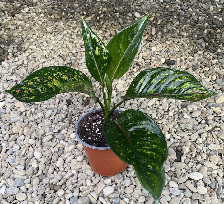 Aglaonema Heng Heng