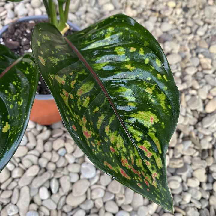 Aglaonema Heng Heng