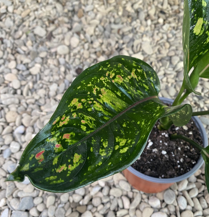 Aglaonema Heng Heng