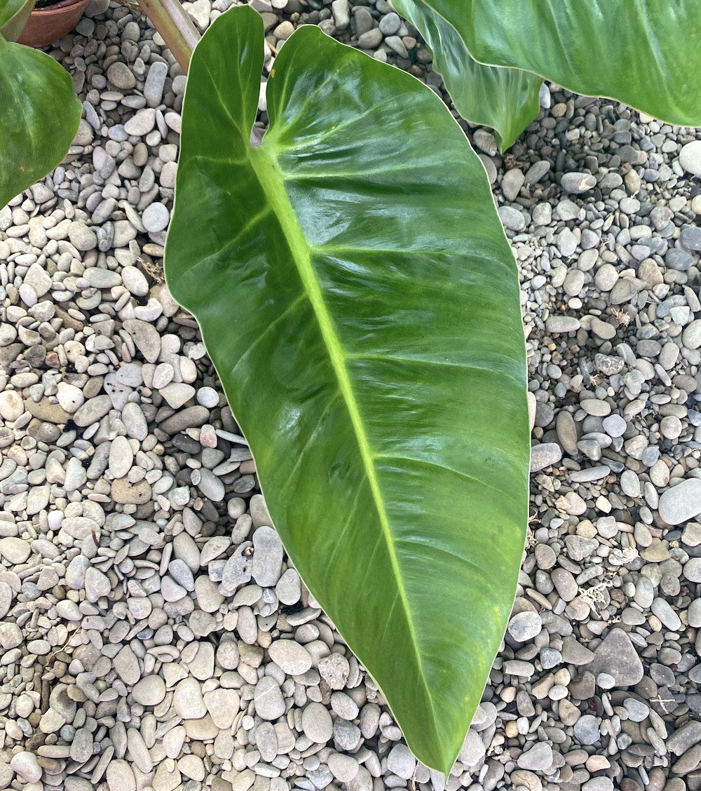 philodendron melinonii ghost Philodendron melinonii 'Ghost' XL H80 cm – Secret Garden Plant Shop