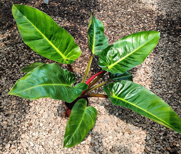 Philodendron melinonii 'Ghost'