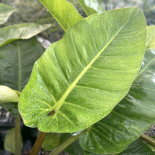 Philodendron melinonii 'Ghost' XL H80 cm – Secret Garden Plant Shop
