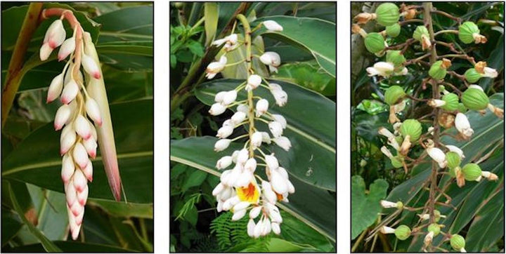 Alpinia zerumbet variegata