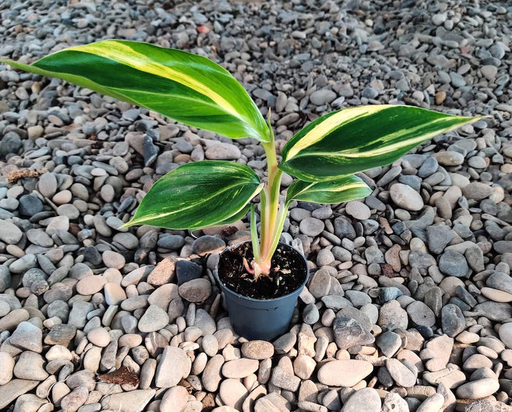 Alpinia zerumbet variegata