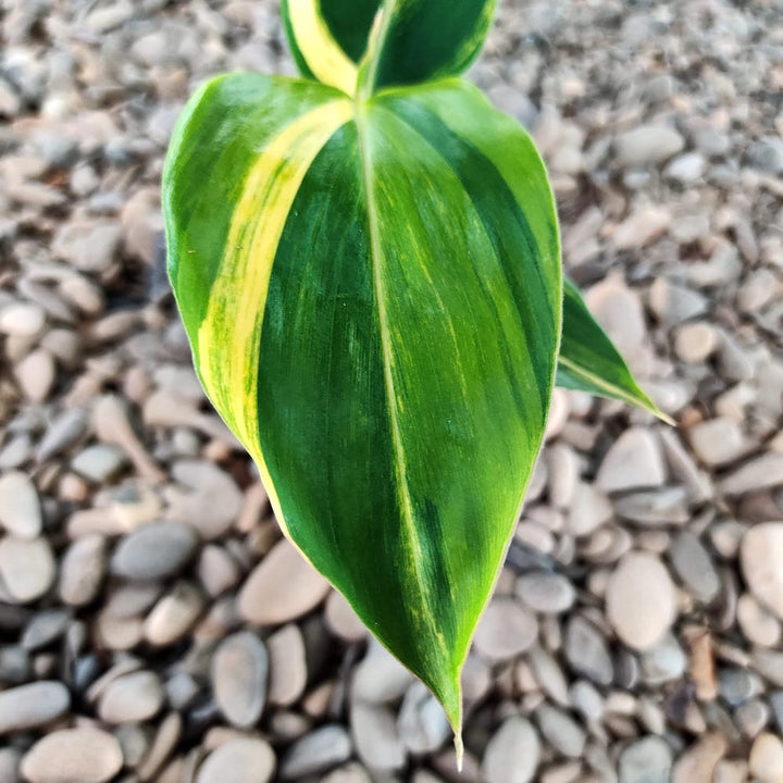 Alpinia zerumbet variegata