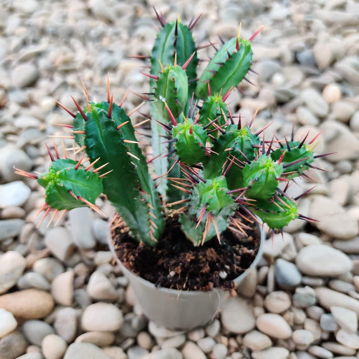 Euphorbia Canariensis