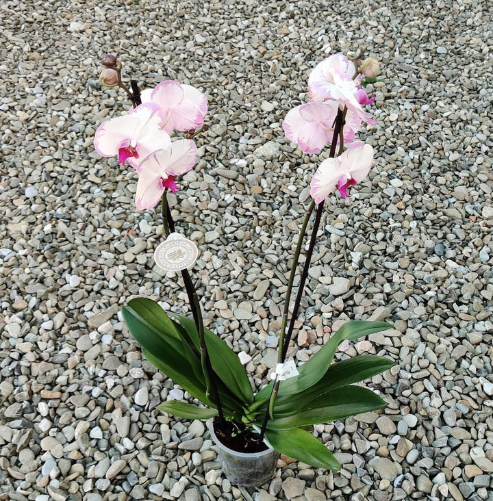 Phalaenopsis Champion Lighting