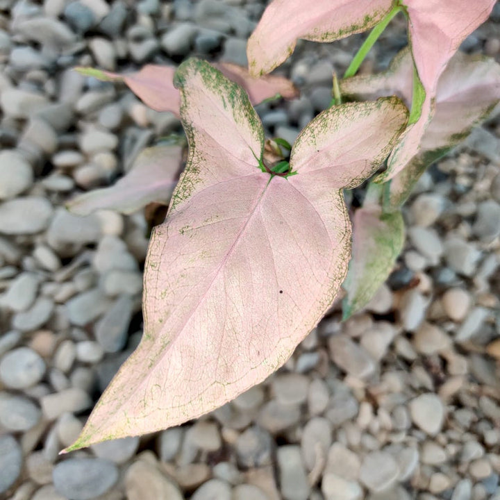 Syngonium Pink Allusion