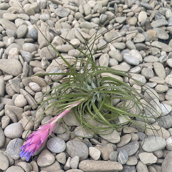 Tillandsia stricta var. red