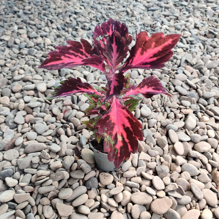 Coleus 'Stained Glassworks Royalty' * babyplant