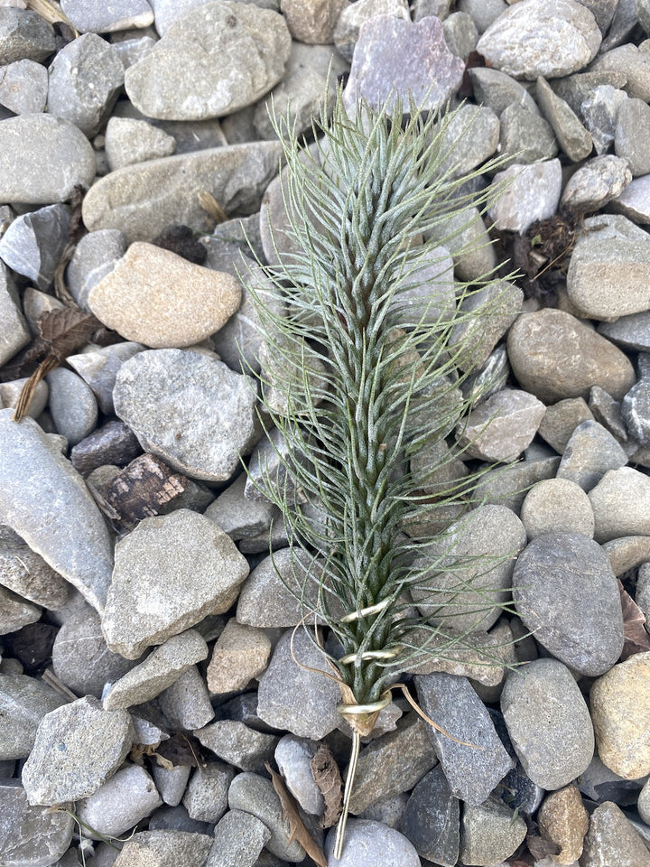 Tillandsia Funckiana Crazy Love