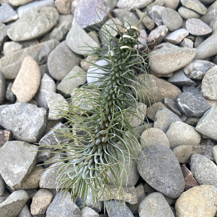 Tillandsia Funckiana Crazy Love