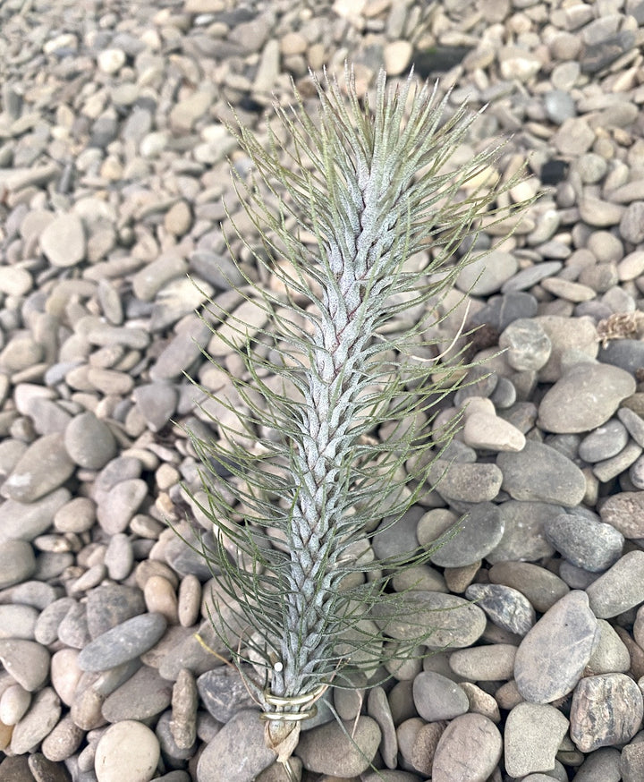 Tillandsia Funckiana Crazy Love