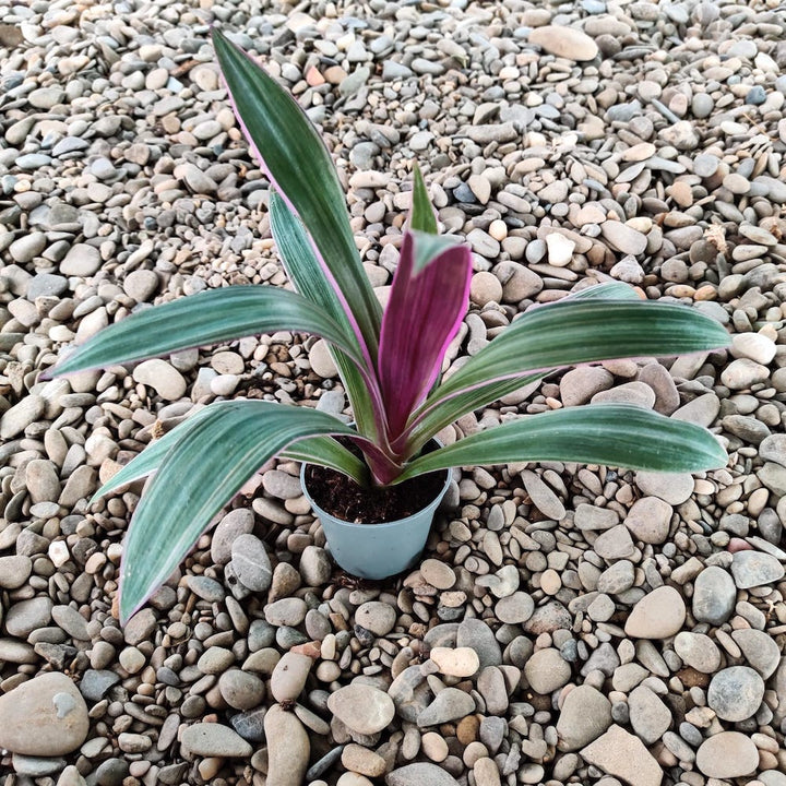 Tradescantia Rhoeo Discolor