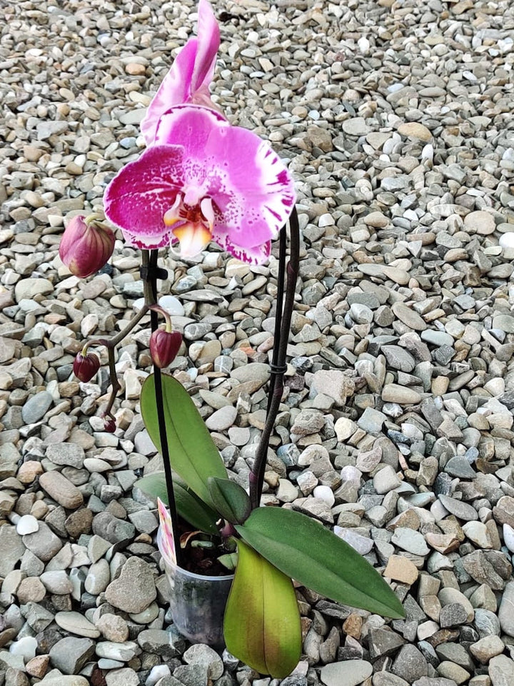 Phalaenopsis Victoria pelorica