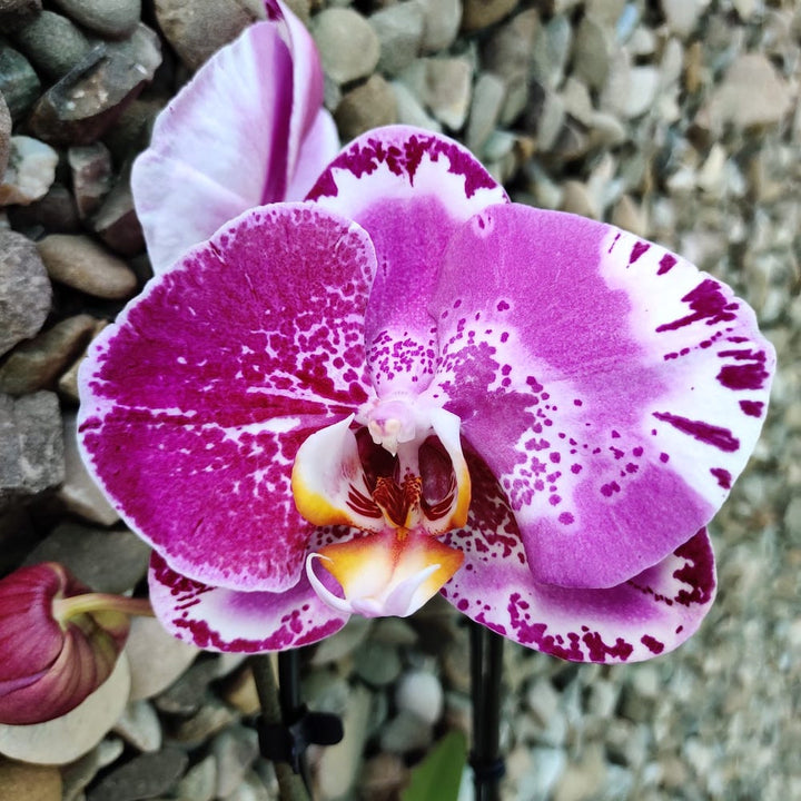 Phalaenopsis Victoria pelorica