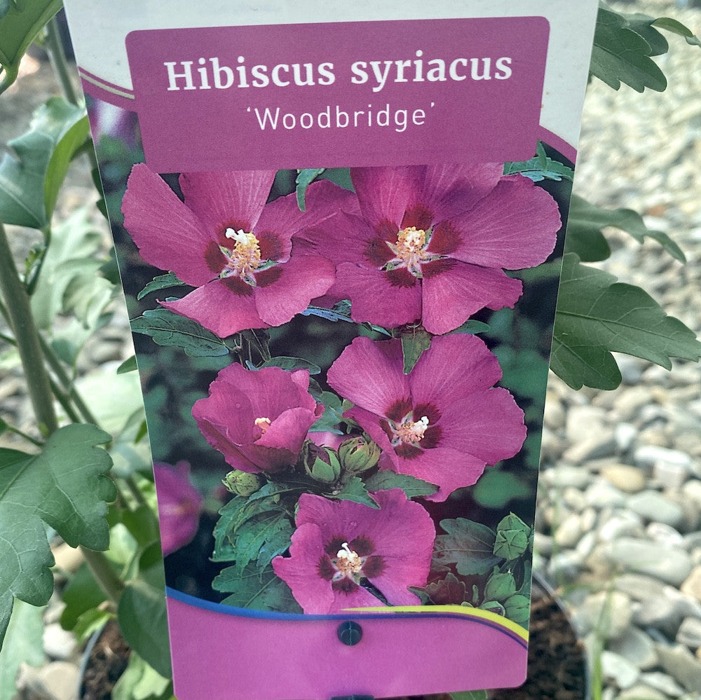Hibiscus Syriacus 'Woodbridge'