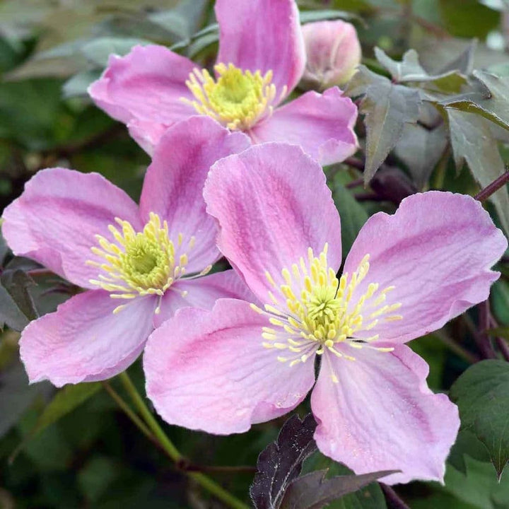 Clematite Montana var rubens - Regina plantelor cataratoare, pret special!