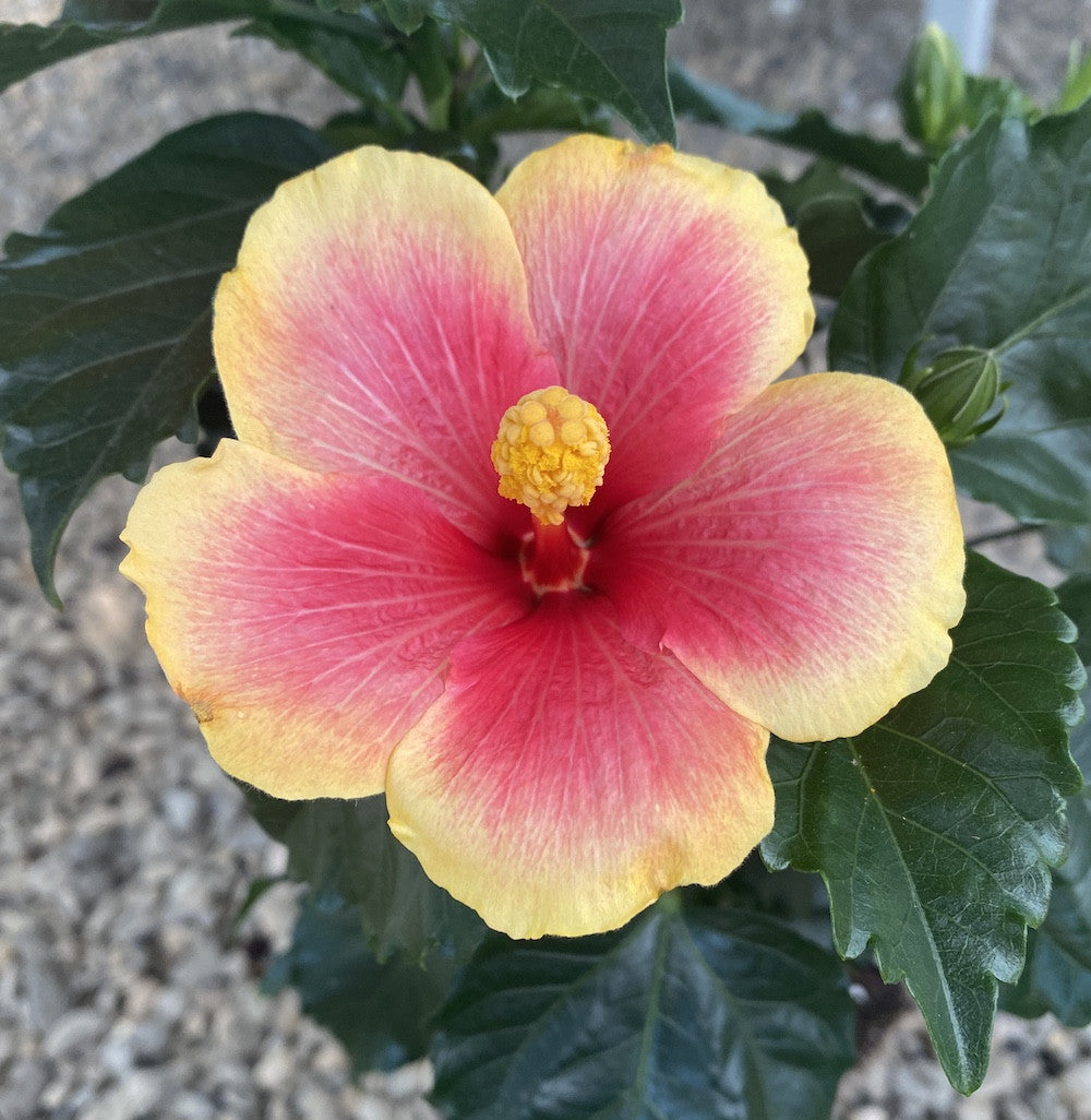 Hibiscus Seppe