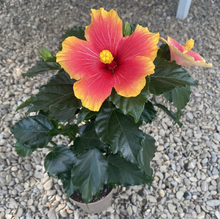 Hibiscus Seppe