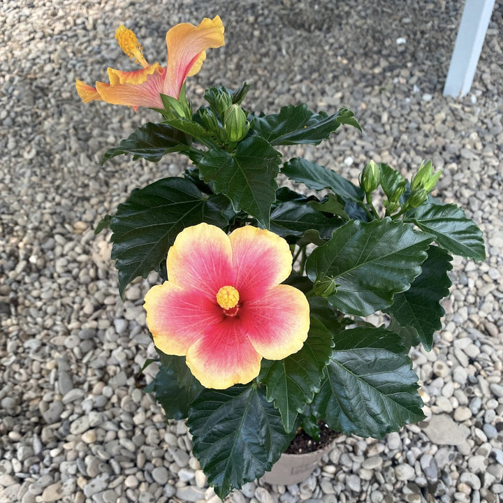 Hibiscus Seppe