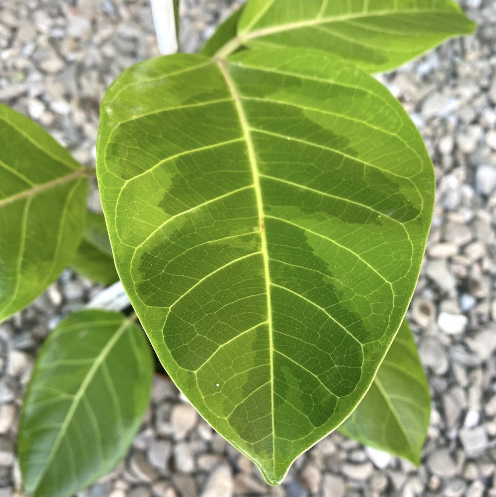 Ficus altissima 'Yellow Gem' variegated