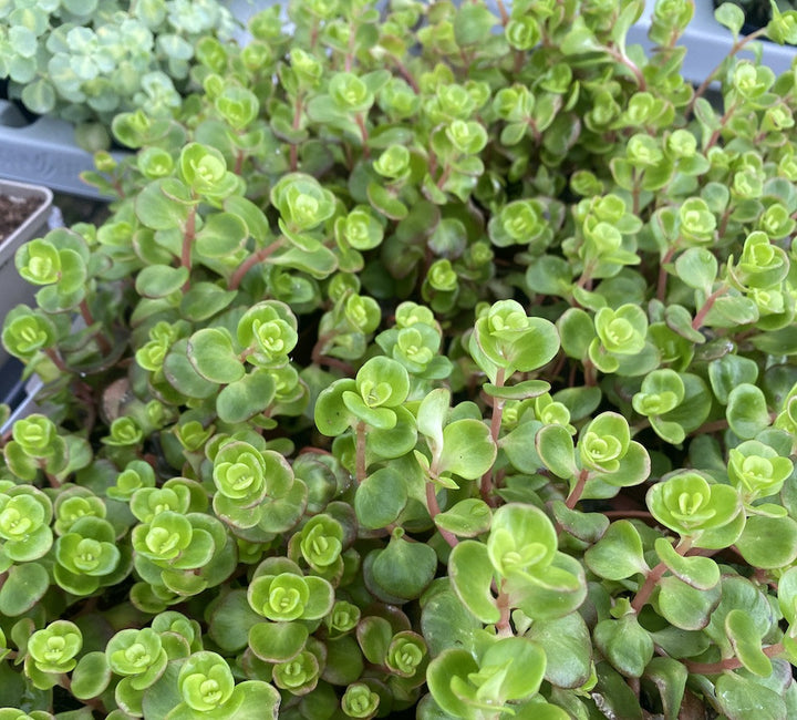 Sedum Coral Reef