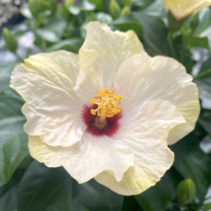 Hibiscus rosa-sinensis Venetie White cu flori mari crem