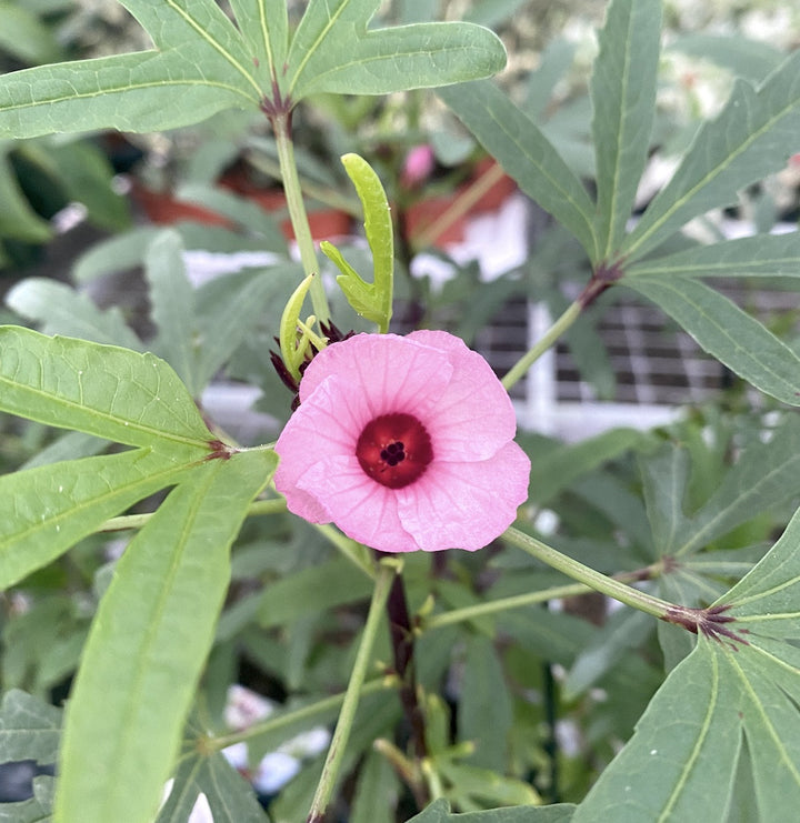 Hibiscus Sabdariffa 'Tea Plant'