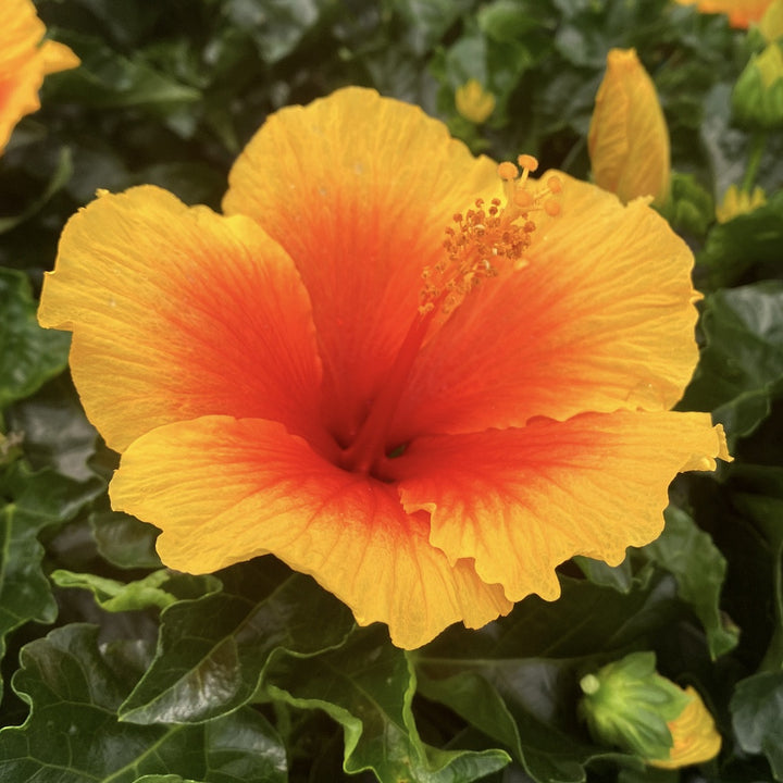 Hibiscus rosa-sinensis Salsa