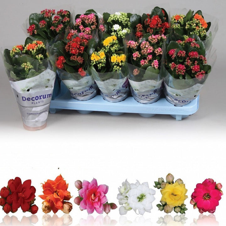 Kalanchoe Calandiva in ghiveci, la cel mai bun pret online!