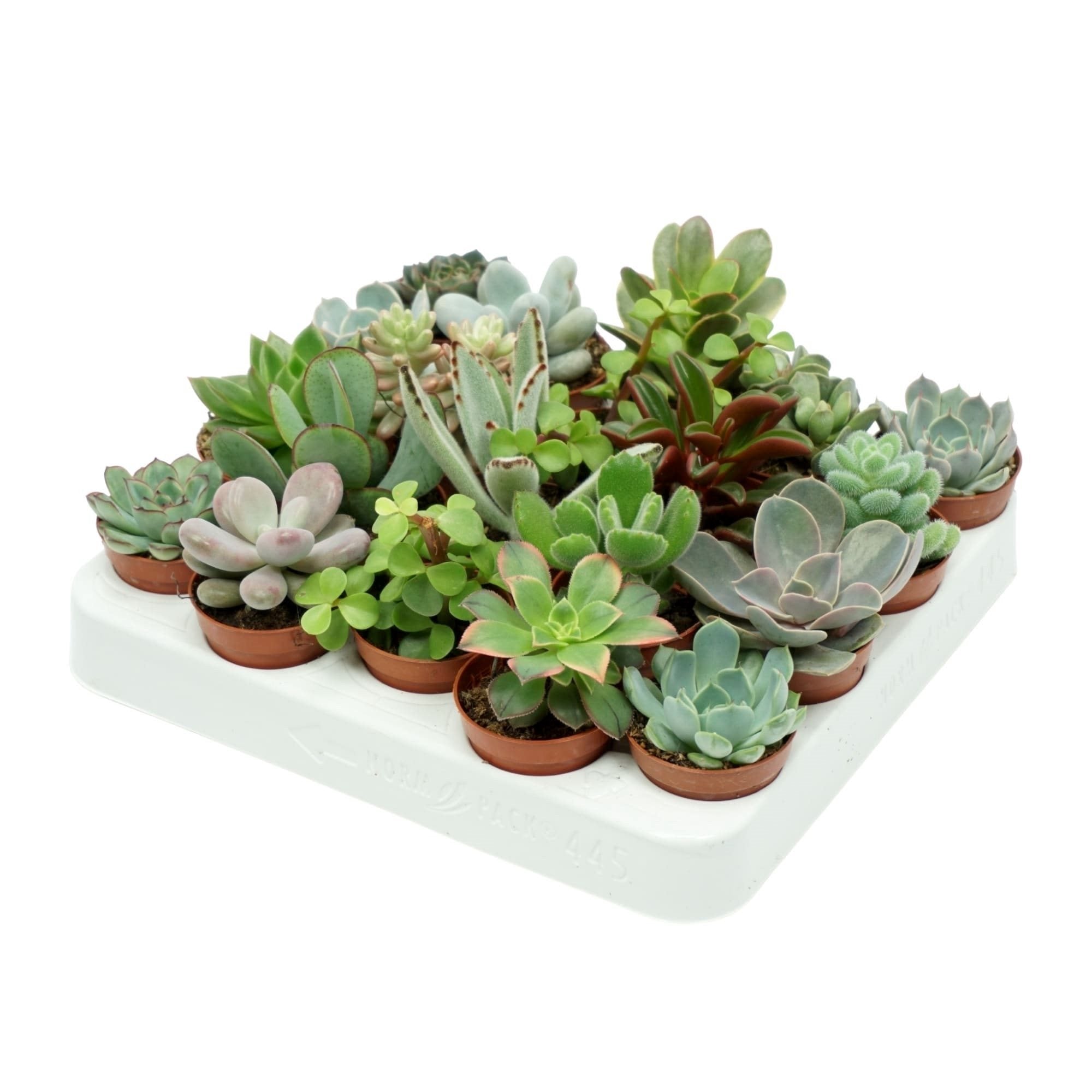succulent magyarul Mini pozsgás növények (fajkeverék) – Secret Garden Plant Shop