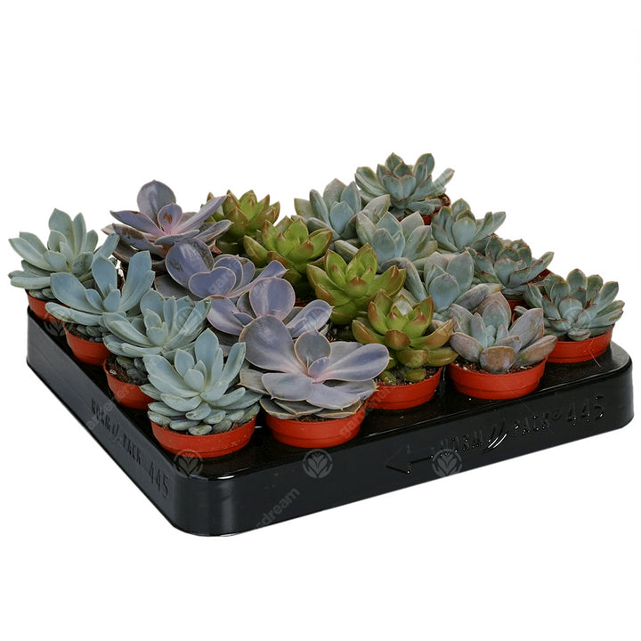 Echeveria mini - mix de specii, de vanzare, la pret imbatabil!