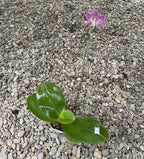 Phalaenopsis Mituo Sun '3299'