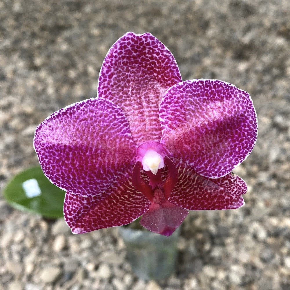 Phalaenopsis Mituo Sun '3299'