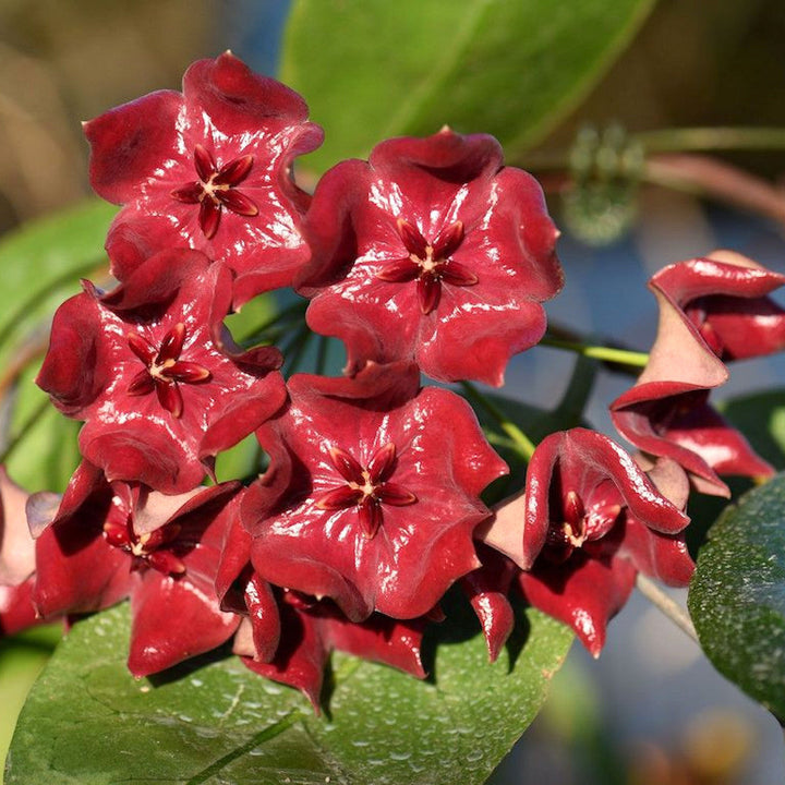 Hoya megalaster