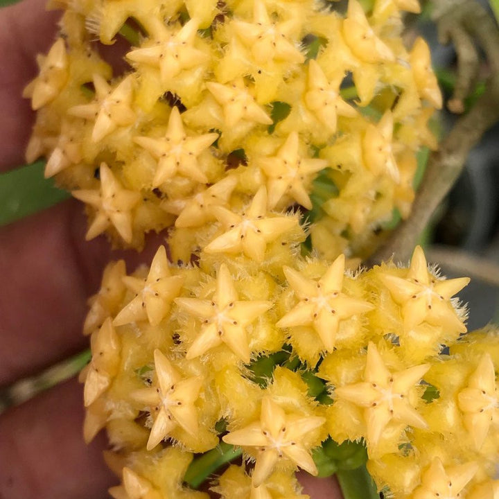 Hoya mindorensis 'Yellow'