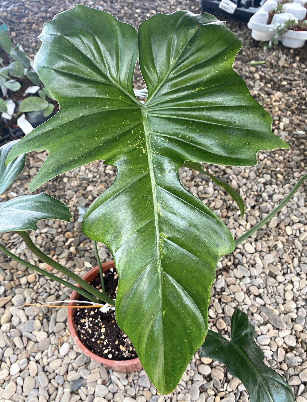 philodendron green dragon scientific name Philodendron Green Dragon (Nadja) – Secret Garden Plant Shop