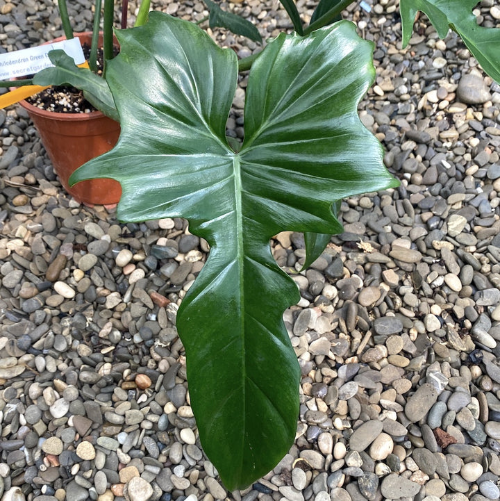 Philodendron Green Dragon (Nadja)