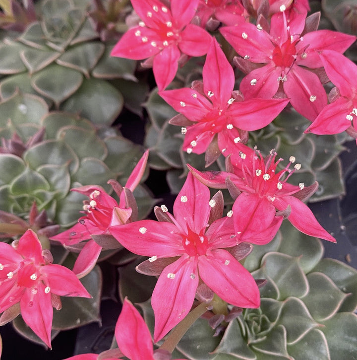 Graptopetalum bellus (Tacitus bellus)