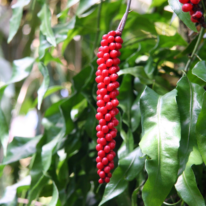 Anthurium gracile (Red Pearl Anthurium)