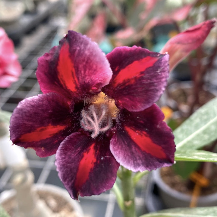 Adenium Obesum 'Purple Rainbow'