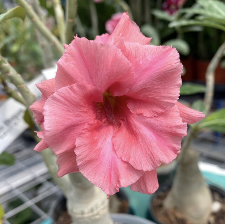 Adenium Obesum 'Young'