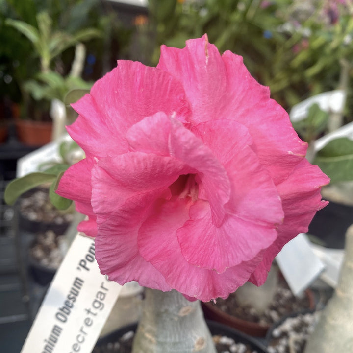 Adenium Obesum 'Ponyo'