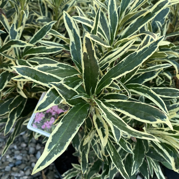 Rhododendron ponticum 'Variegatum' - azalee de gradina variegata