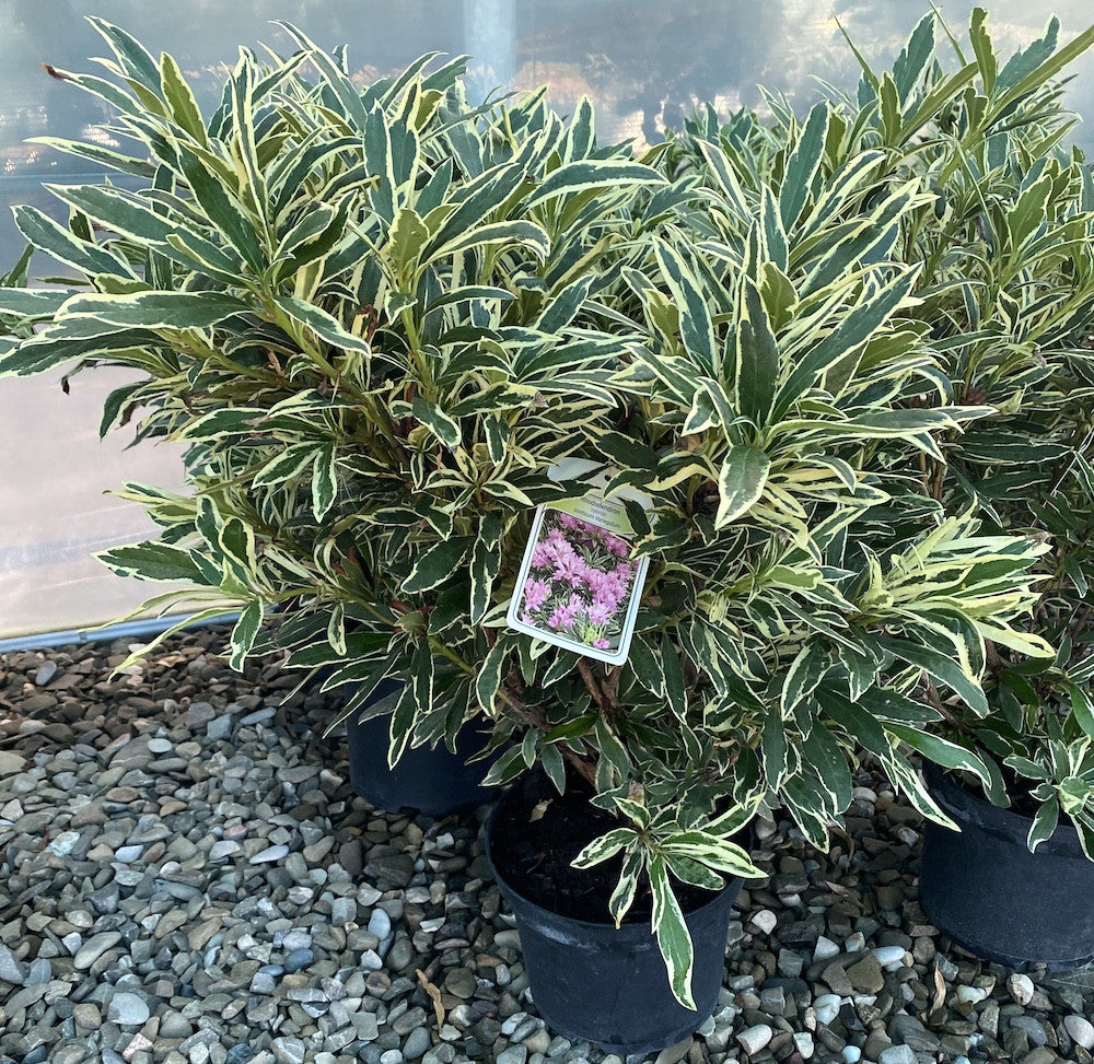 Rhododendron ponticum 'Variegatum' - azalee de gradina variegata