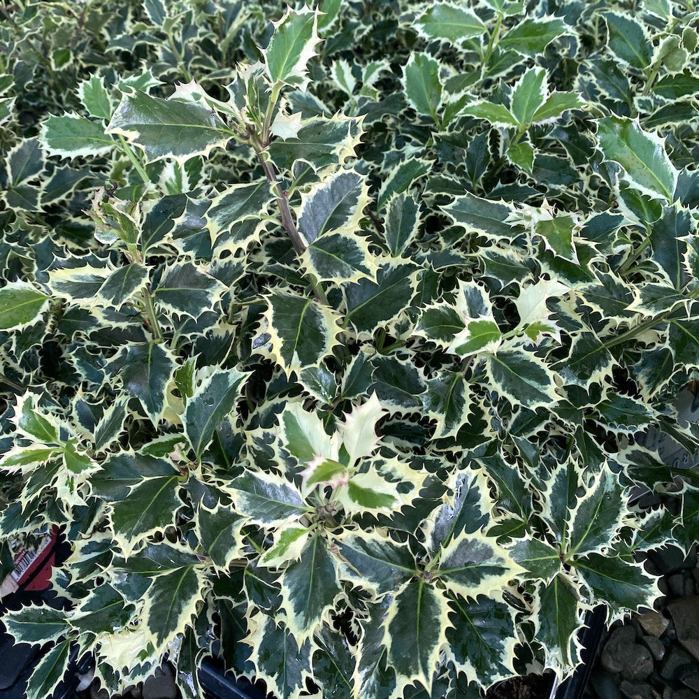 Ilex Aquifolium Argentea Marginata (laur)